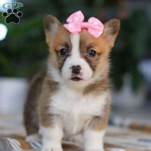 Faith, Pembroke Welsh Corgi Puppy